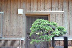 蝦夷松　Picea jezoensis／Yezo spruce